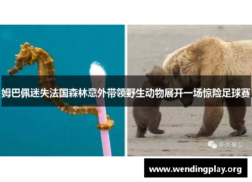 姆巴佩迷失法国森林意外带领野生动物展开一场惊险足球赛 姆巴佩迷失法国森林意外带领野生动物展开一场惊险足球赛